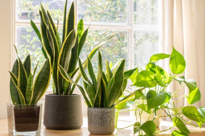 Best Indoor Plants of 2025: Plant Parenting